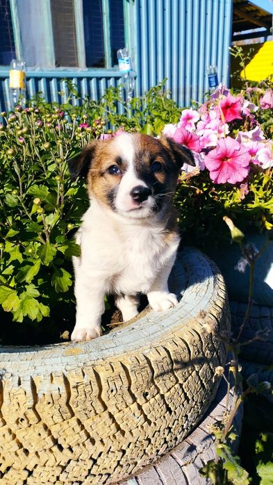 Отдаем в добрые руки кутят . Три замечательные девочки .