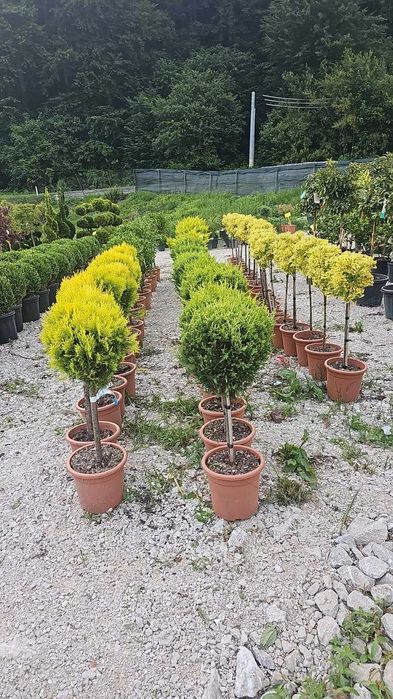 Brazi și palmieri ornamentali - Transport + Plantare asigurate