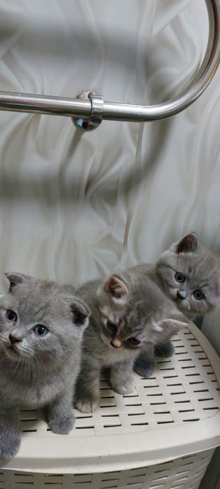 Продам  котят, британцы. Мальчики.