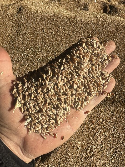 Продается фасованная пшеница