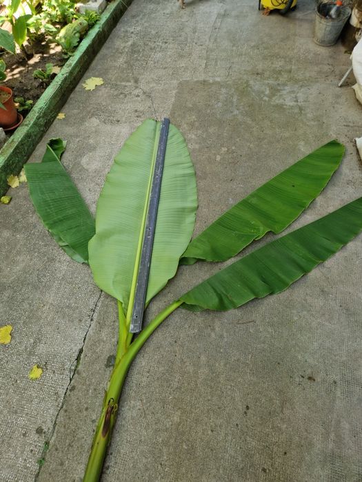 Бананова палма-200см+студоустойчива