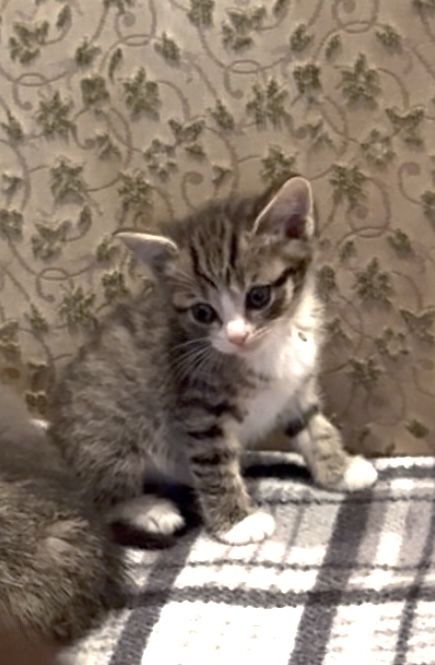 Котята 1,5 месяца