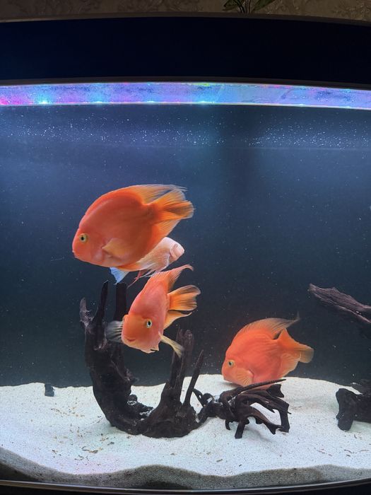 Папугай рыба большое