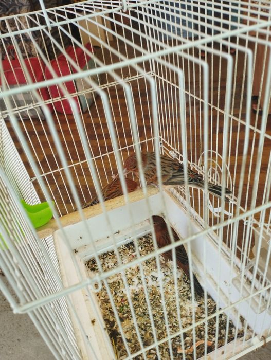 Красная дерева птицы