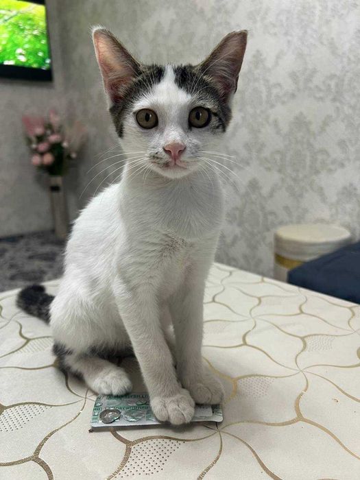 Котенок мальчик. 3,5 месяца