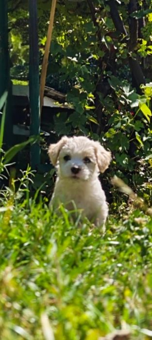 Pui bichon maltez