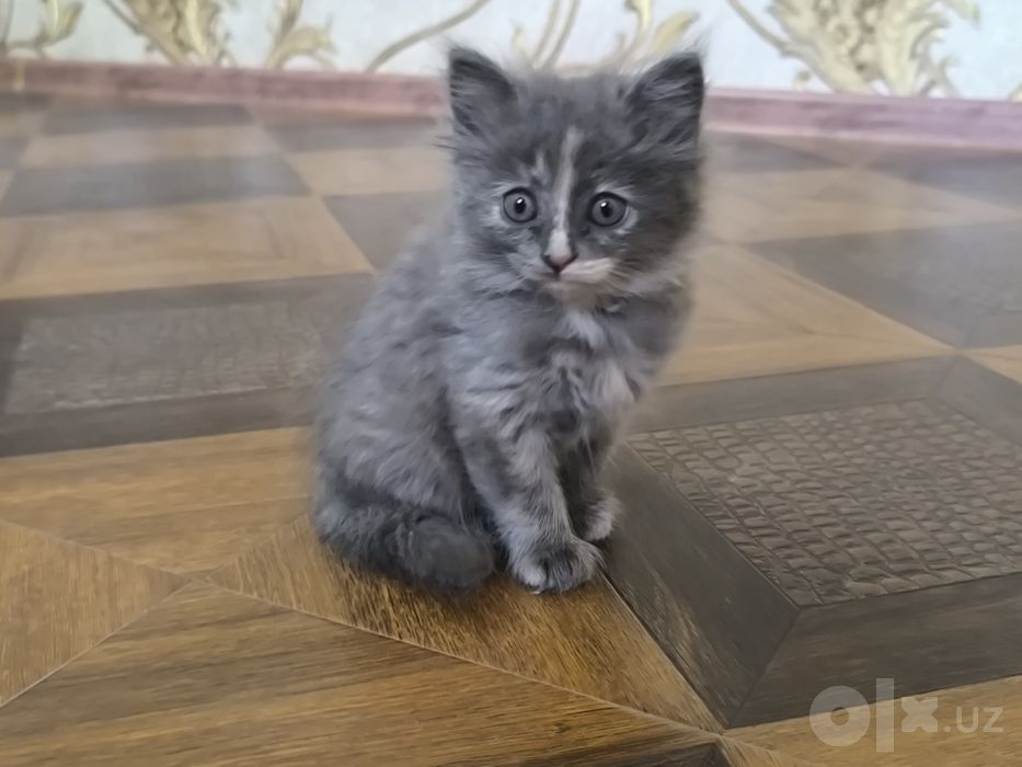 Zotdor Mushuk bolasi sotiladi