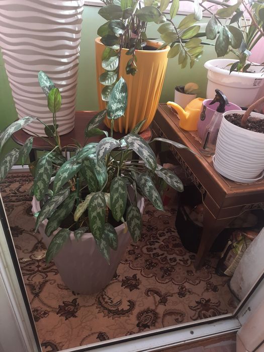 Комнатные цветы ухоженные продам