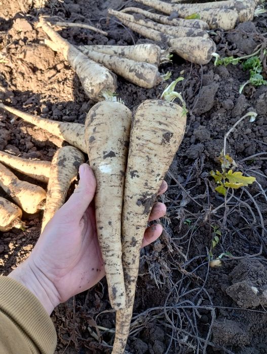 Păstârnac de vânzare