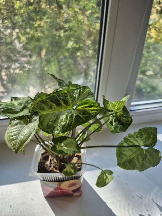 Продам Сингониум