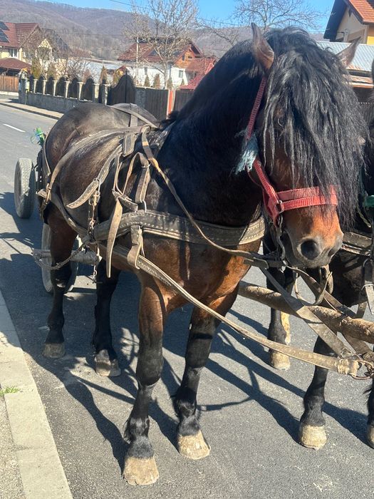 Armăsar de vânzare