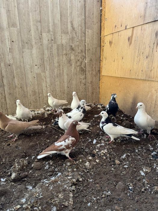 Голуби бойные в Косшы