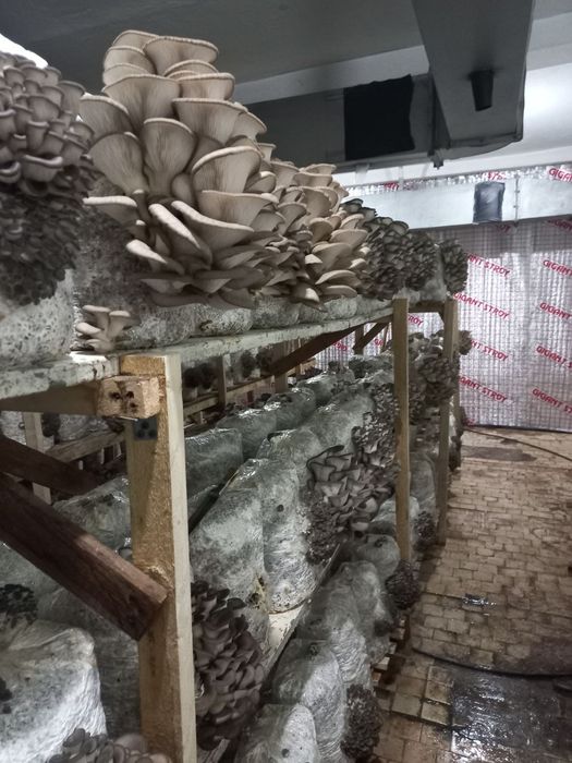 Вешенка уруглари