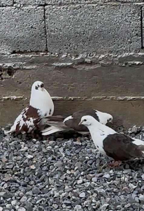 Голуби бакинцы бабочки