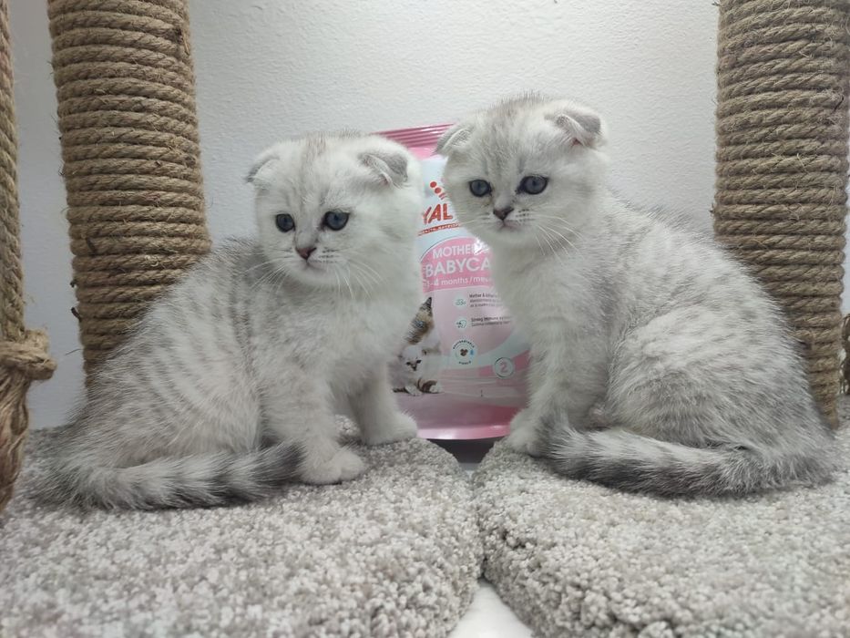 ШоТлаНдские КотЯта ОчаРоваШки