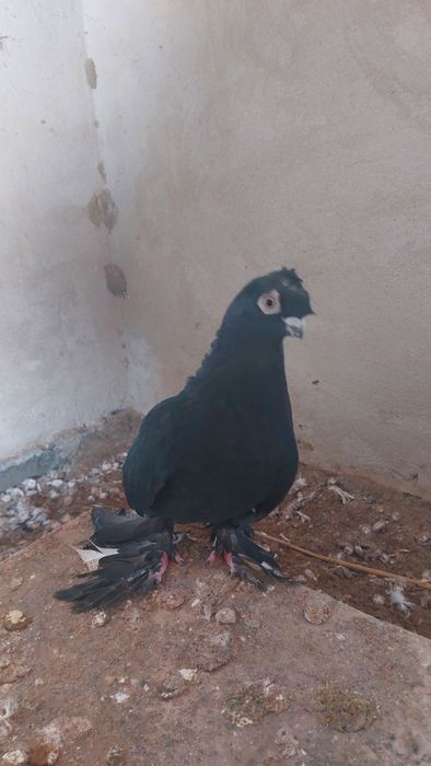 Голуби соч носочубый самец кептер