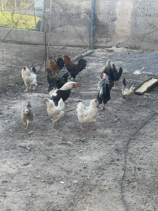 Продается куры домашний
