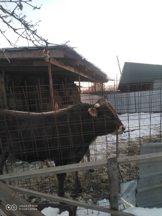 Продам быка быка