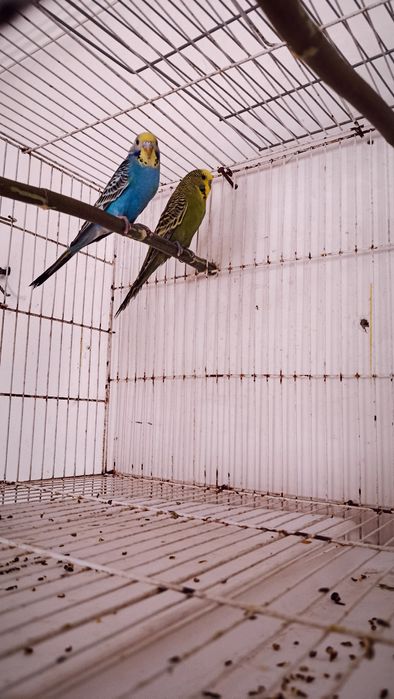 Попугай продаются пара один чек один в августе чех самец самка волнист