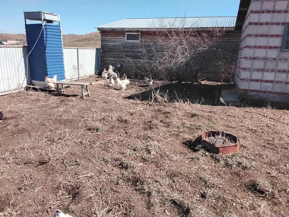 Продаже яица Брама