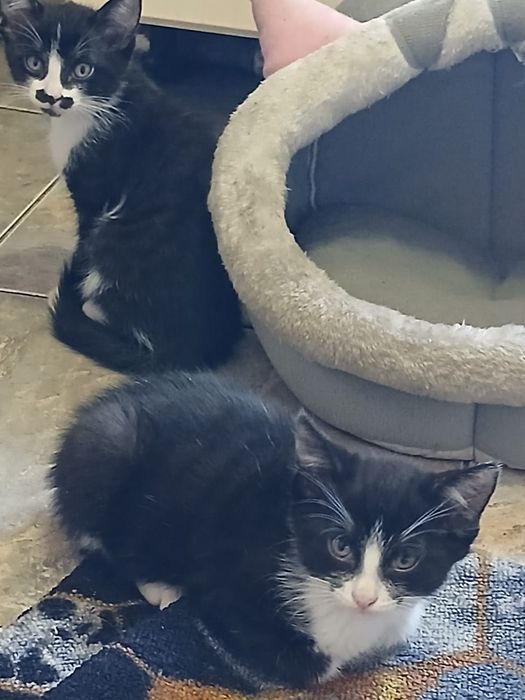 Отдам котят даром