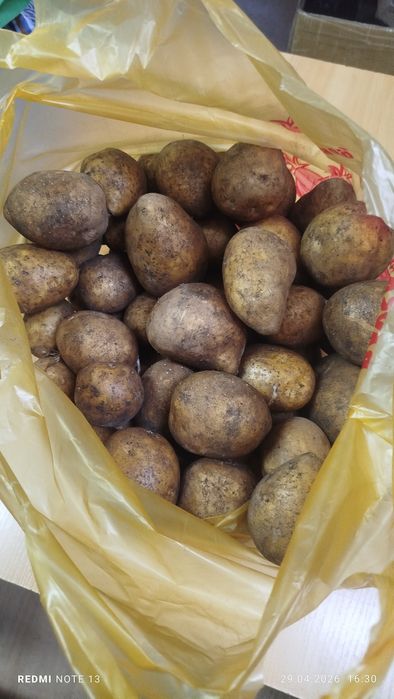 Картофель домашний
