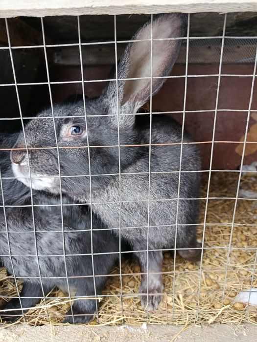 Кролик  (крольчатина)