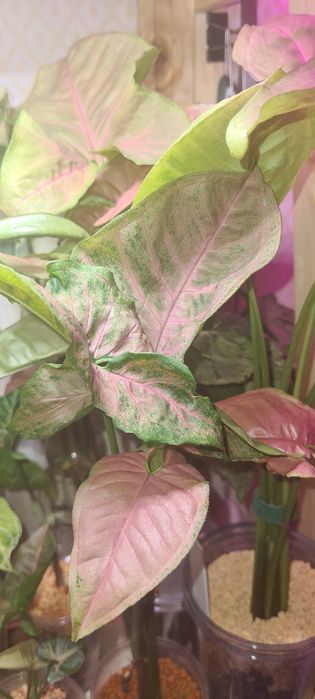 Продам молодые сингониумы разных сортов