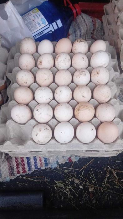 Oua naturale din propria gospodarie