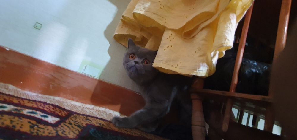 Mushuk sotiladi zottor ayol mushuk