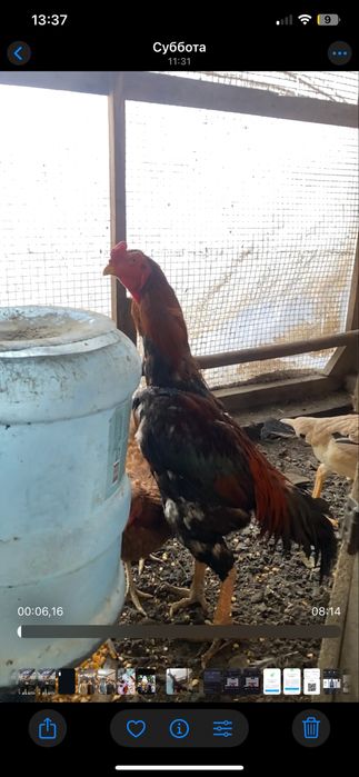 дакан туляк мощный