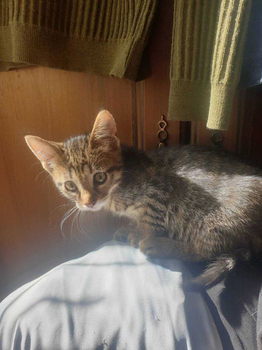 Две котенца подрастващи