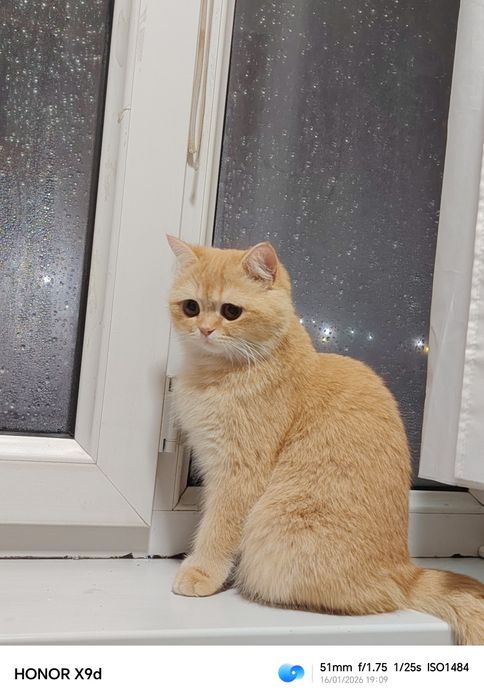 Британская шиншилла 1год