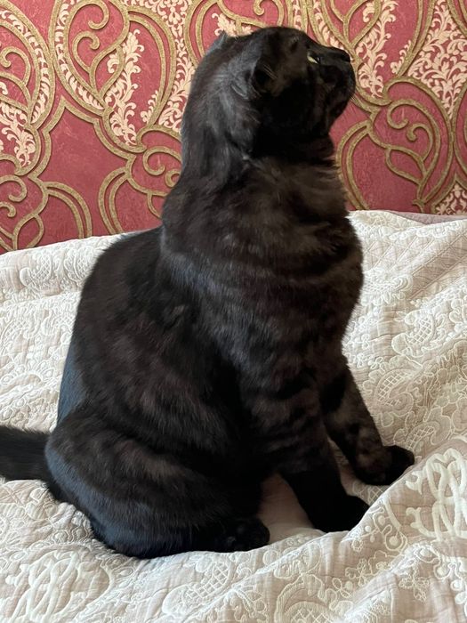 Шотландский вислоухий кот