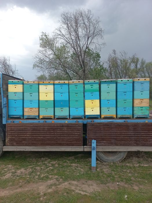 Продам пасеку в комплекте