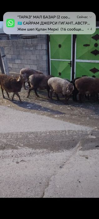 Арашан кошкар арашан баран