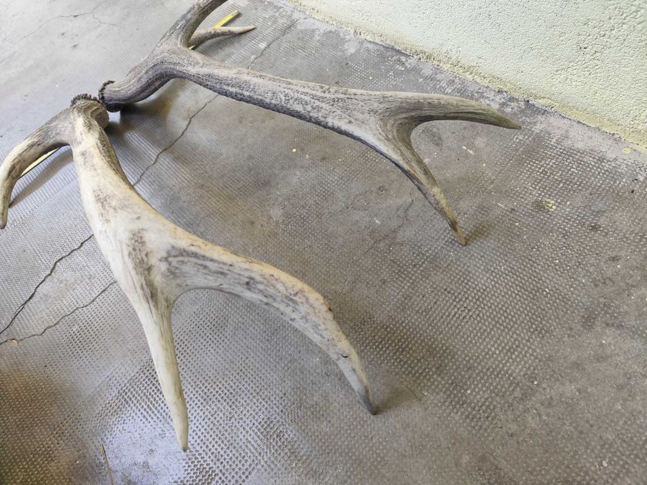 Trofeu vanatoare 2,2kg