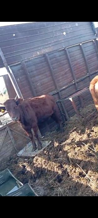 Продам трёх телок. Возраст - полтора года.