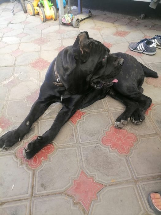 Канекорсе продам срочно кабель