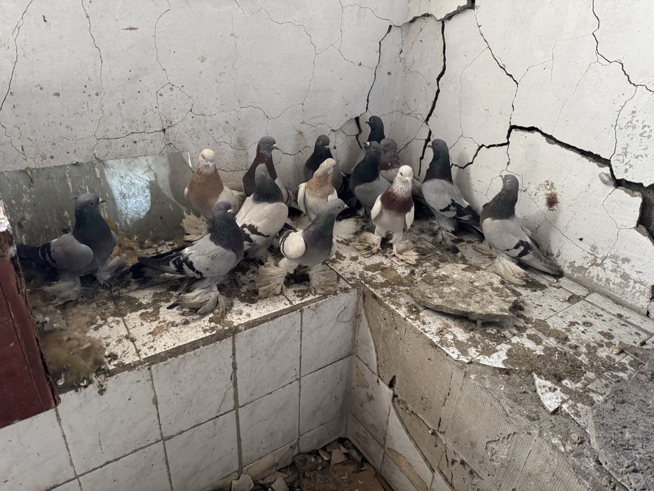 Продам Рантовых голубей