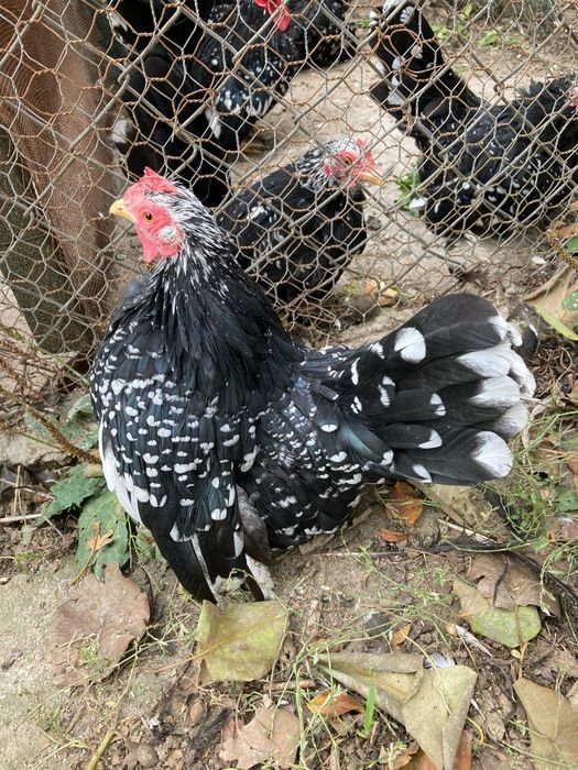 Ouă din păsări chabo bobat pt closcă sau clocitoare de vânzare!