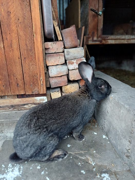 Рабочий крол 12000 тг.