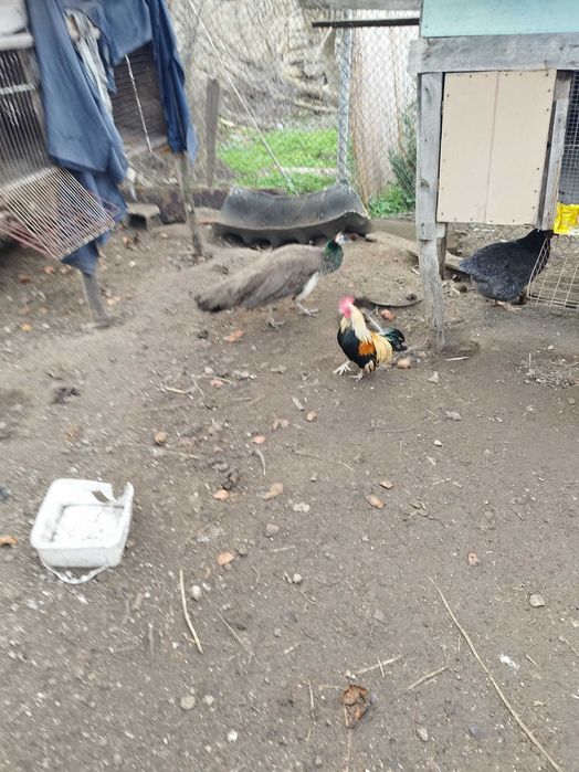 Пауни женски два броя