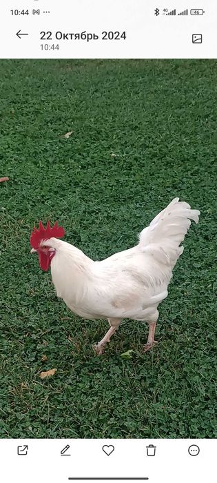 Продам петухов на племя