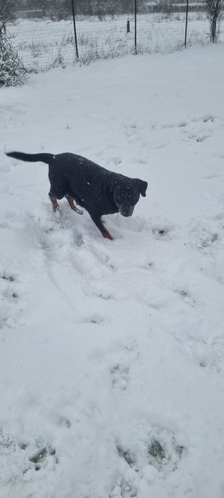 Fetiță metis rottweiler pentru adopție responsabilă 

Fetiță în vârs