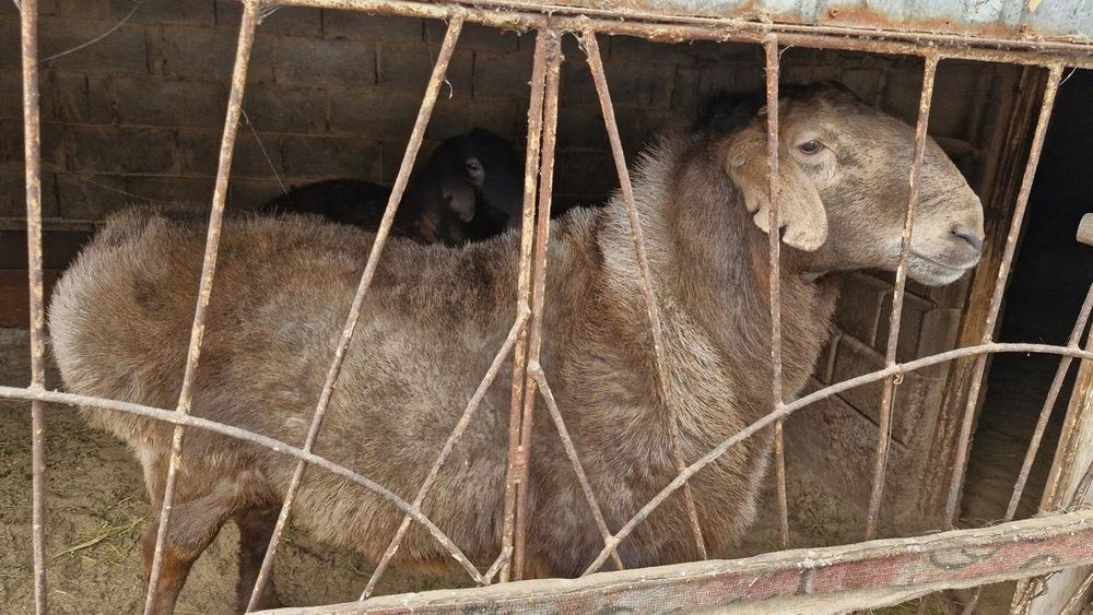 гиссарский баран