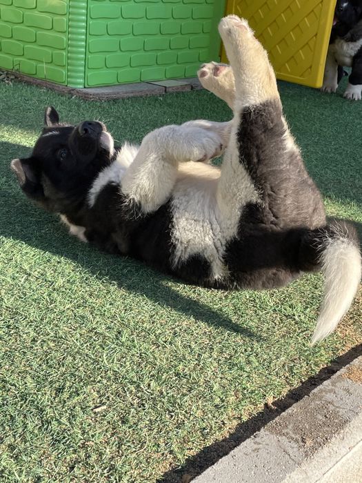 американские акитята