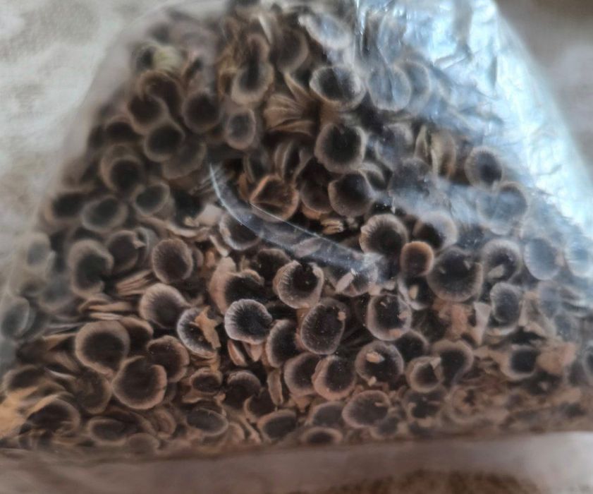 Чиройли гул уруглари бор