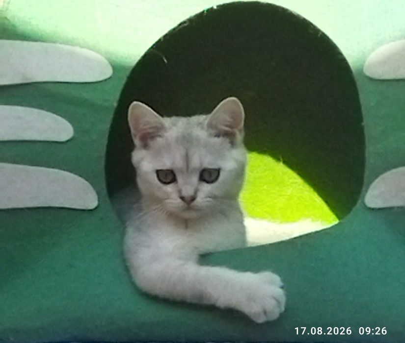 Продаются котята серебряная шиншилла