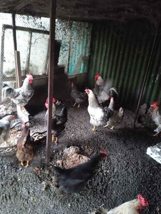 Продам петухов срочно!